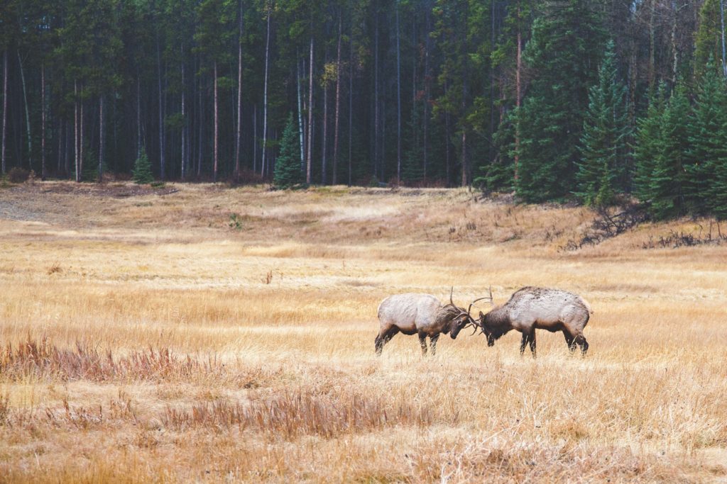 Jasper National Park, Alberta